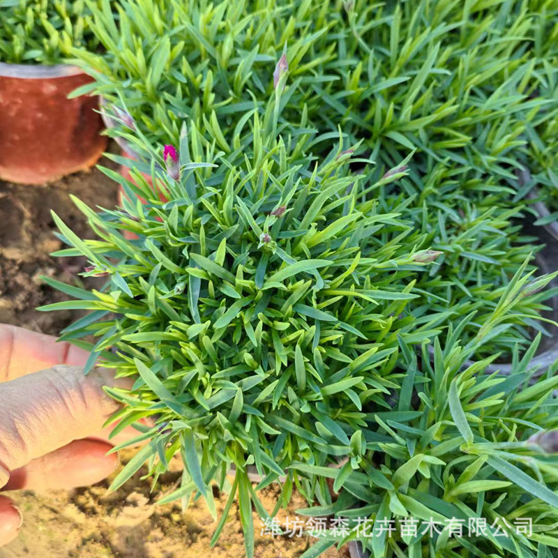 High-Quality Grass Flower Dianthus Caryophyllus Wholesale Cold-Resistant Perennial Flower Cup Seedlings Wholesale Garden Park Engineering Flowers and Plants