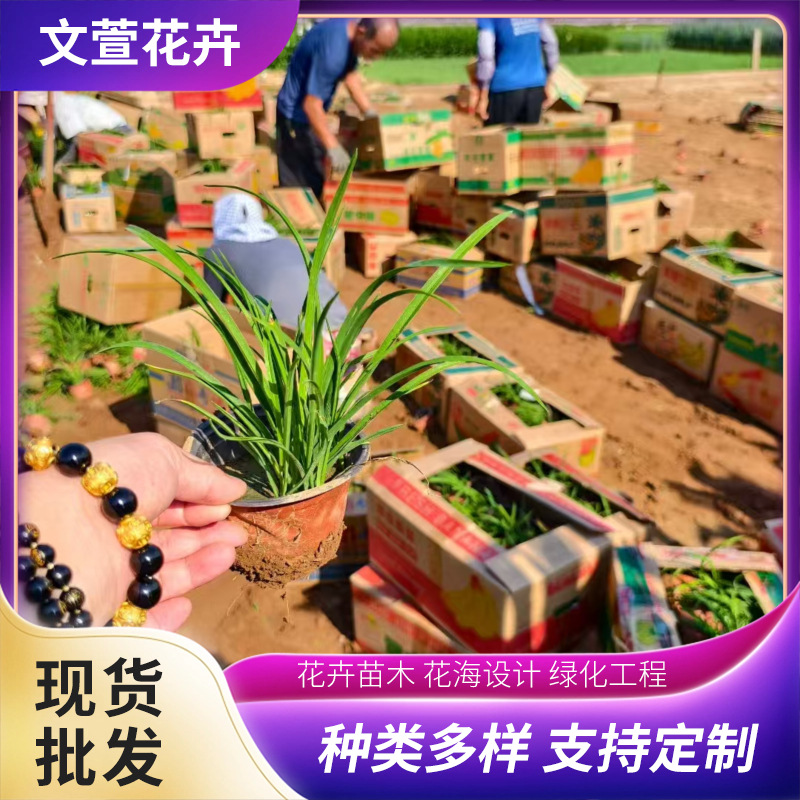 Golden Hosta Flower Sea Road Municipal Greening Project Seedlings Potted Golden Hosta Seedlings Wholesale Base