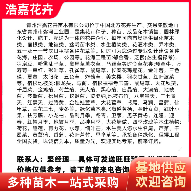 Dianthus Caryophyllus Hole Pot Seedlings Two-Color Pot Seedlings Outdoor Lawn Vegetation Community Park Greening Perennial Dianthus Caryophyllus Seedlings