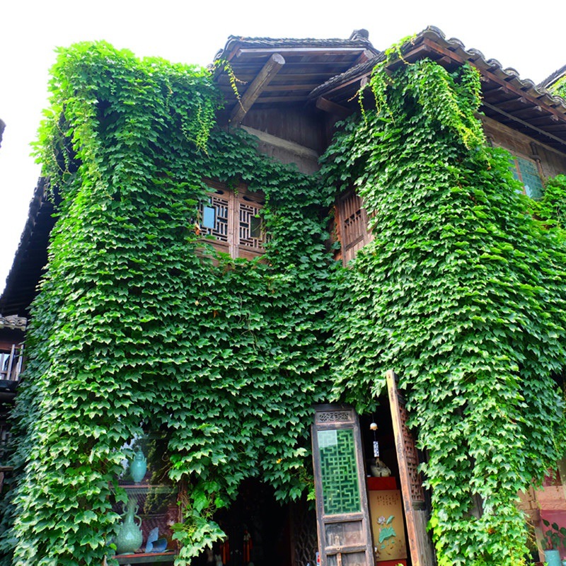 Wholesale Climbing Plants Five-Leaf Three-Leaf Ground Vine Large Seedlings Courtyard Climbing Red Leaf Climbing Wall Tiger Flower Climbing Vine Saplings