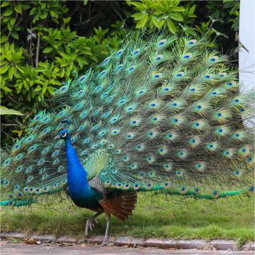 Adult Peacock Live Blue Peacock/White Peacock Optional Healthy Adult Peacock Ornamental Pet Peacock Free Shipping
