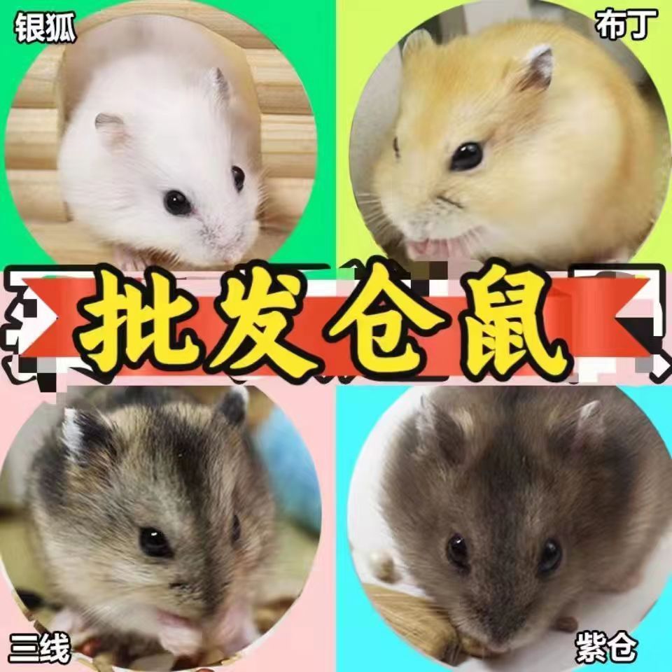 Оптовая продажа хомяков, золотых хомяков, мелких живых животных, молочный чай для свекрови, один самец и одна самка