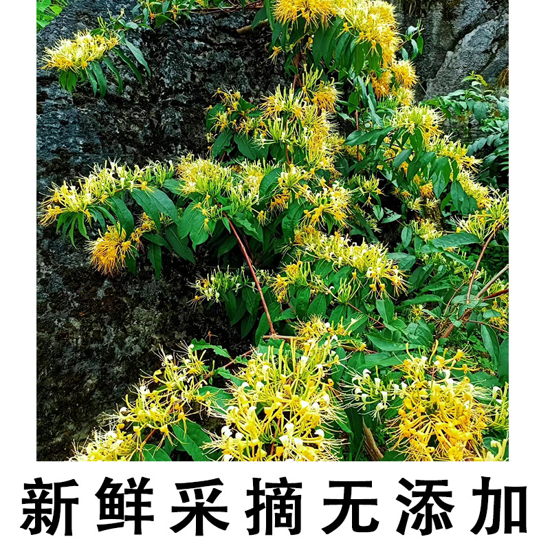 Wild Honeysuckle for Bathing, Mountain Honeysuckle, Farm Honeysuckle, Sulfur-Free New Stock, Honeysuckle Tea for Infusion, Wholesale and Dropshipping