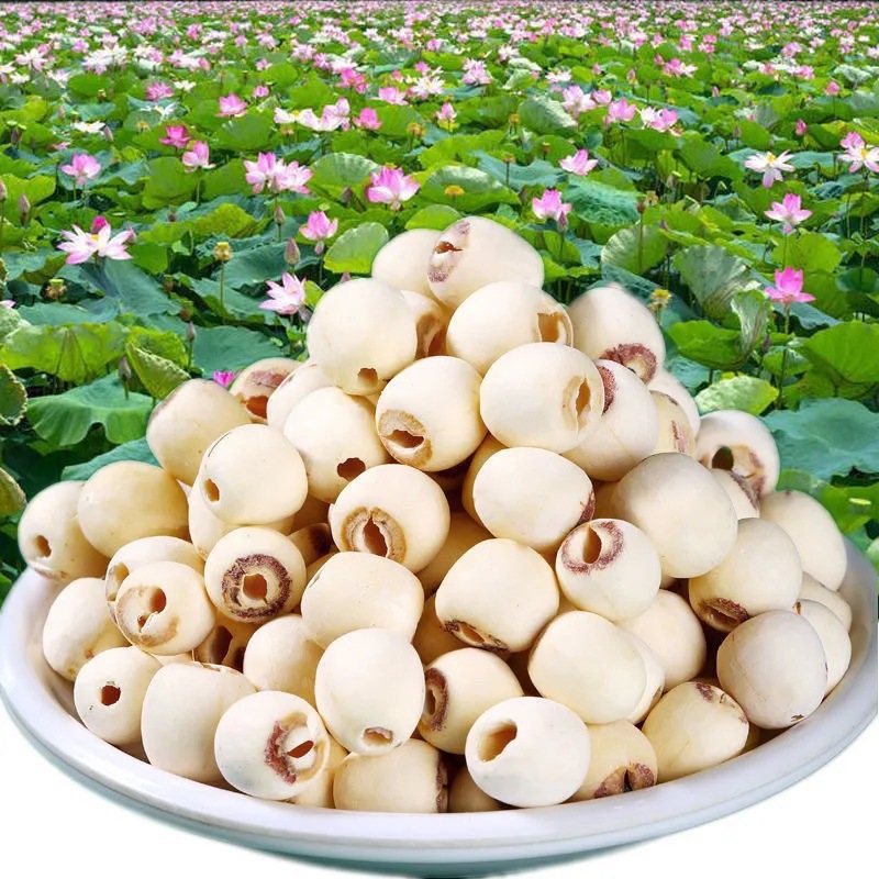 Coreless Dried Lotus Seeds Specialty from Xiangtan, Fresh Lotus Seeds Wholesale, White Lotus Seeds