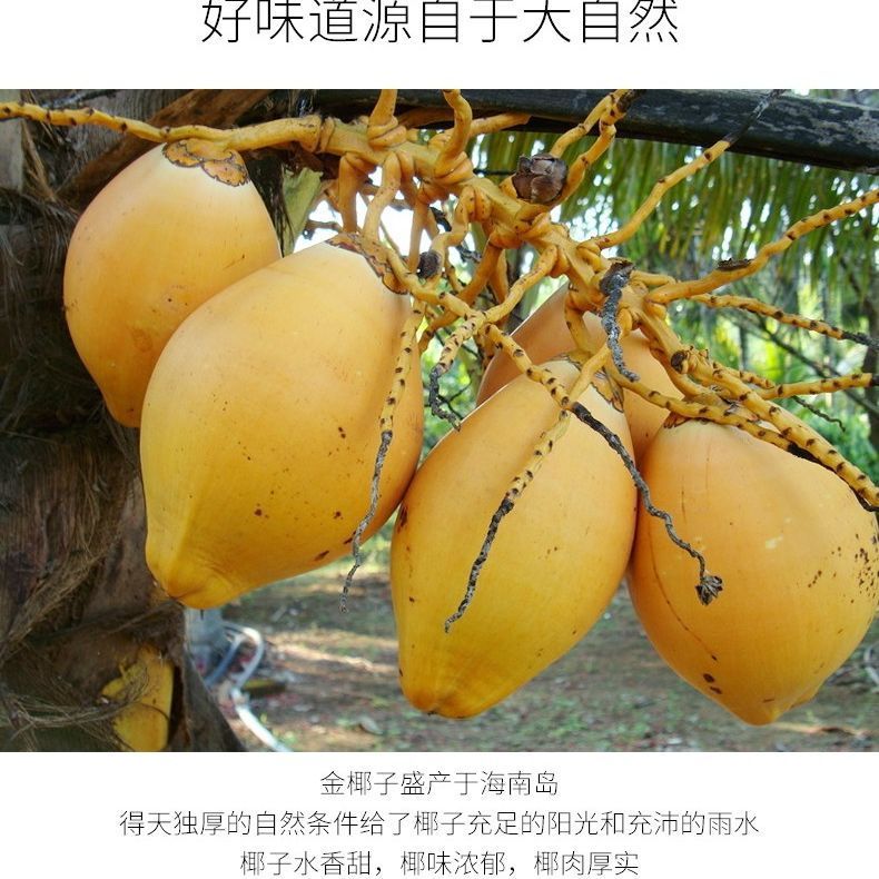 Hainan specialty fresh coconut meat 200g Hainan coconut chicken soup package coconut coconut meat soup juicer wholesale