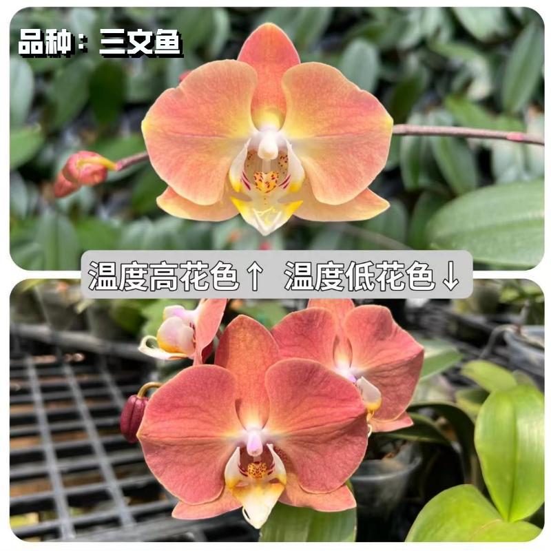 Popular Phalaenopsis Seedlings with Long Flowering Period, Interesting Native Seedlings, Large Seedlings, Living Room Indoor Plants and Florals Are Easy to Maintain
