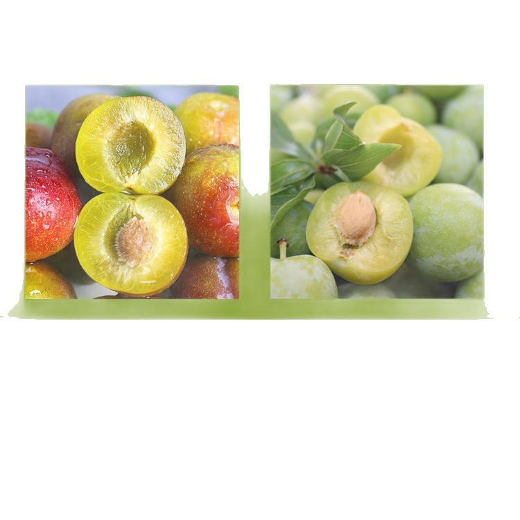 Fresh Hollow-Skinned Wenchuan Plums, Crisp and Boneless, Suitable for Pregnant Women, Available in Large Quantities