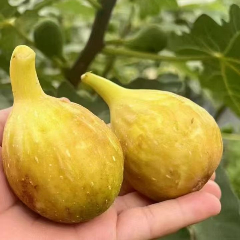 Продаются: саженцы инжира с хорошо развитыми корневыми системами. Только что выкопаны и готовы к посадке в горшки или в грунт. Долговечные саженцы инжира