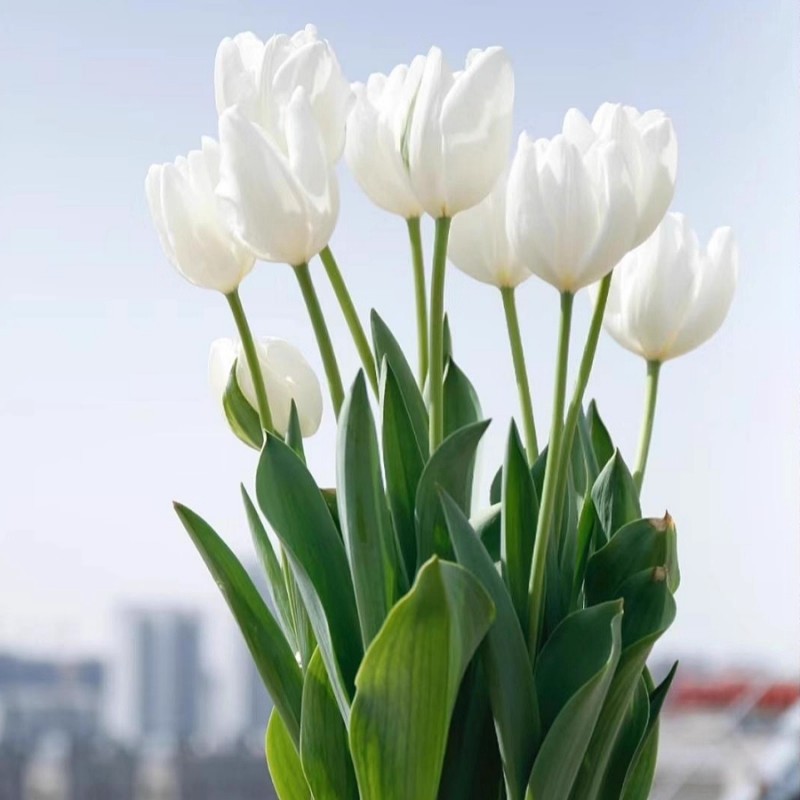 Imported Tulip Seed Bulb Hydroponic Set Glass Bottle Cold-Resistant Perennial Four-Season Planting Hyacinth Potted Flowers