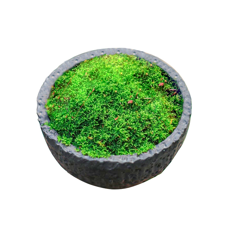 moss spore powder four seasons fresh moss green planting short velvet absorbent stone seeds micro landscape bonsai rockery grass seeds