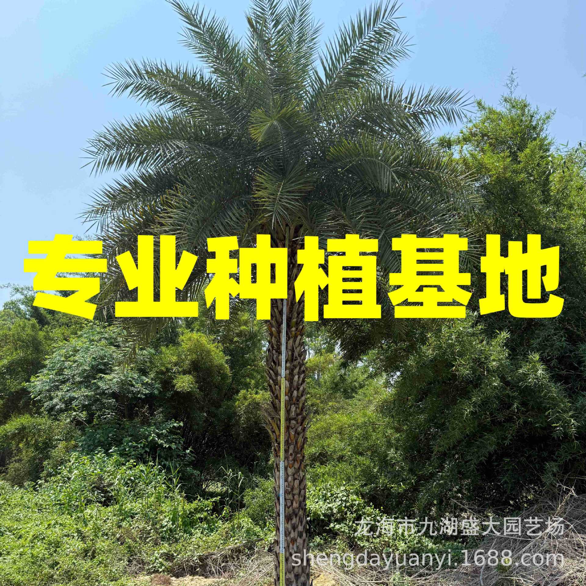 Пересадка ближневосточных морских пальм во Фуцзяне, цена на изогнутые серебряные морские пальмы в Чжэцзяне, оптовая продажа ближневосточных морских пальм с устройством контроля корней в Цзянси