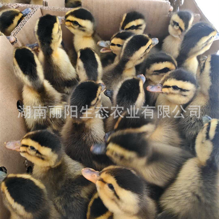 For Sale Are Large-Sized Ducklings, Live Small Yellow Ducklings, and Water Ducklings, Black Mallard Ducklings, Multi-Egg Ducklings, Easy to Live and Easy to Raise