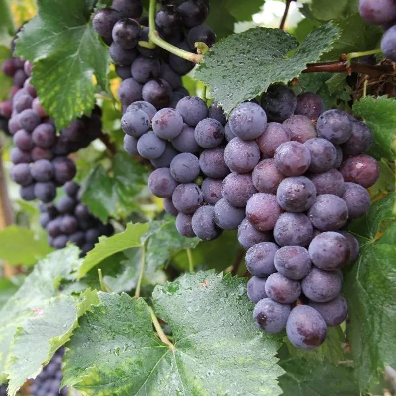 [Sf Cold Chain Whole String Delivery] Northeast Giant Peak Grapes Freshly Picked Seasonal Liaofeng Sweet Grapes Free Shipping