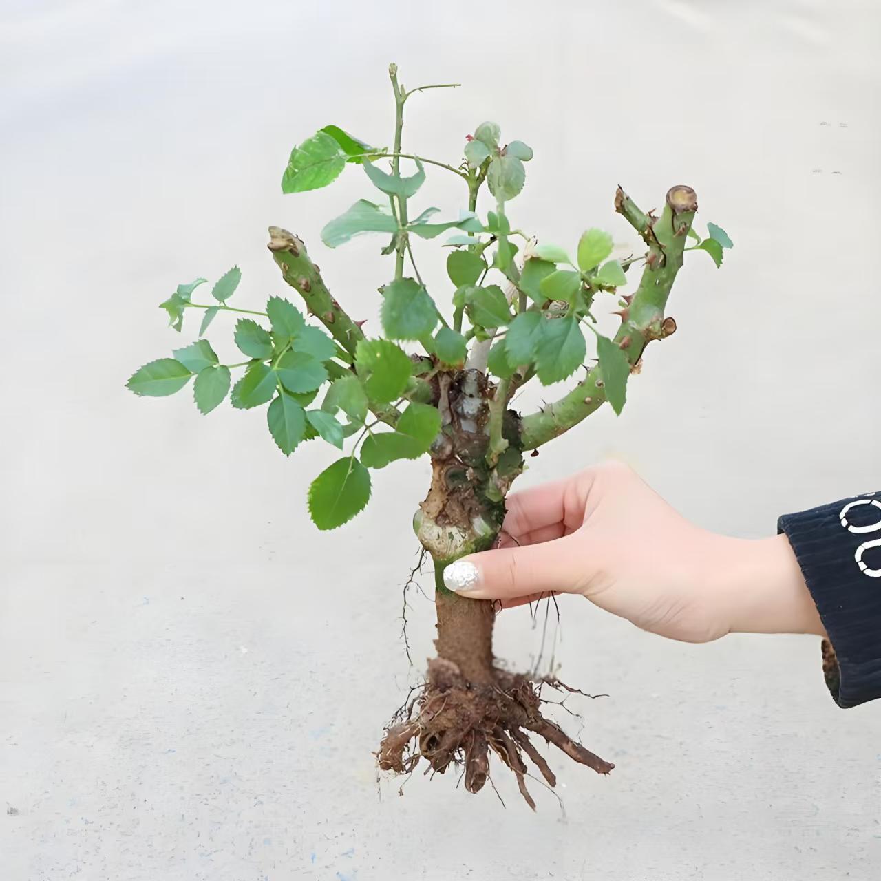 Саженцы роз, комнатные саженцы роз, корни больших цветов, зеленые растения, для балкона, для внутреннего двора, легкие в уходе, старые корни, ароматные саженцы роз