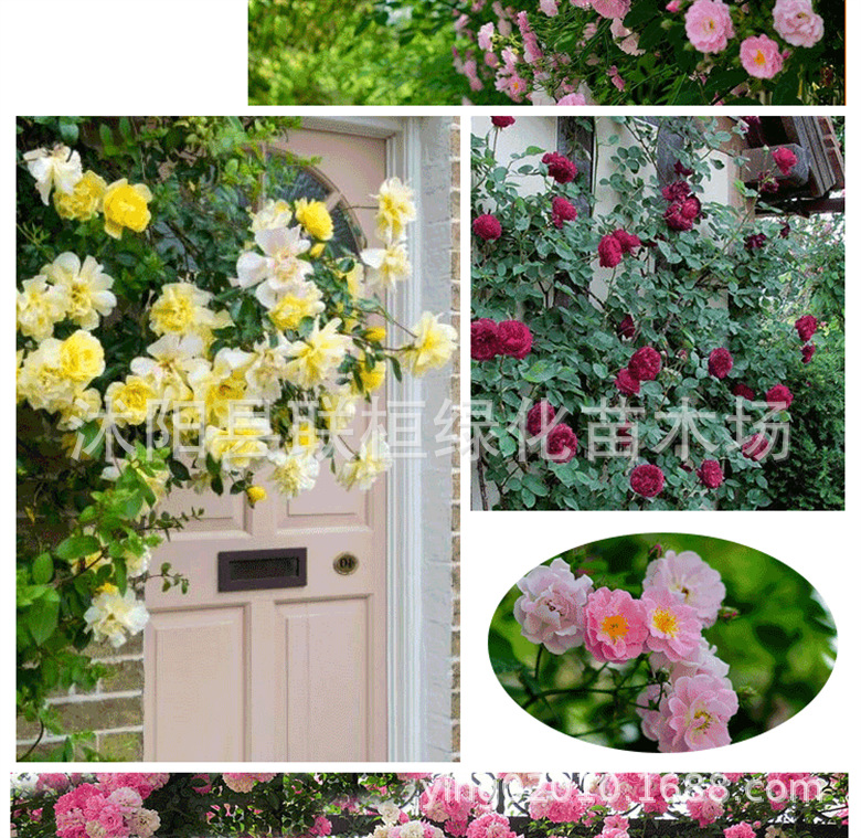 Rose Flower Seeds, Climbing Roses, Bloom All Year Round, Climbing Flower Plants, Floral Landscape, Flower Seeds, Roses