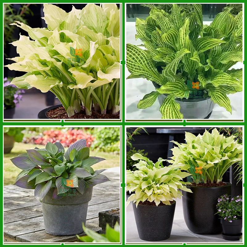 Green Plant Wall Taro Leaf Potted Plant, Caladium Tuber, Extremely Shade-Tolerant Colorful Taro Leaf Landscaping Decoration Pre-Sale