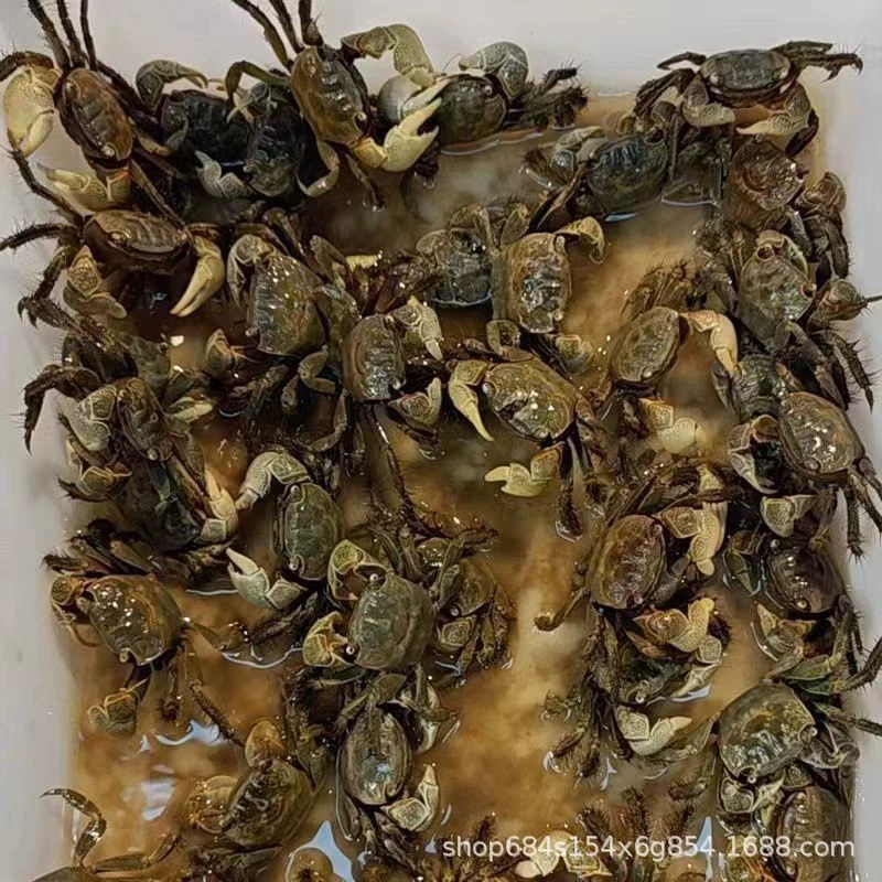 Little Crab, General Crab, Pet Crab, Mini Live Chili Crab, Easy to Maintain Fish Tank, Aquarium Crab Wholesale Stall
