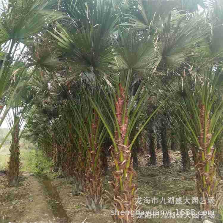 Fujian Pu Kui Base Wholesale Jiangxi Pu Kui Price Pu Kui Tree Quote Zhejiang Pu Kui Supply
