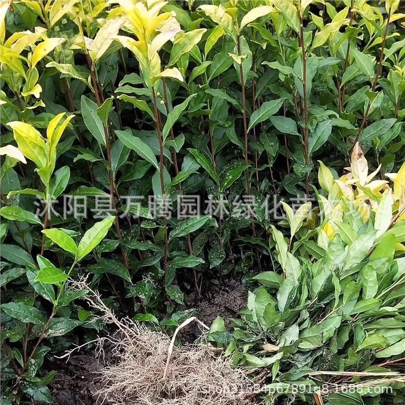 Authentic Tea Seedlings Longjing Tea Anji White Tea Green Tea Seedlings Biluochun Tea Seedlings Can Be Planted in the South and North