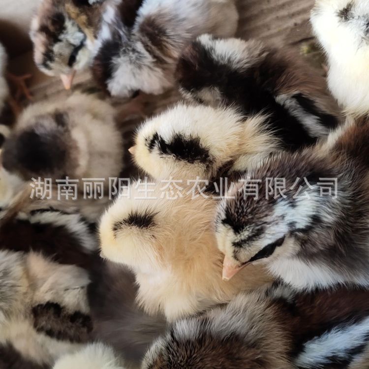 The Manufacturer Directly Sells Chicken Chicks with Green Feet and Red Feathers. Live Running Pheasants Are Easy to Live and Easy to Raise. Free Breeding Technology Is Provided