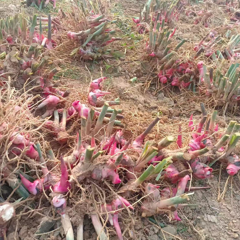 Authentic Southern Ginger, Selected Wild Ginger, Freshly Dug Niuyang Meat Hot Pot, Braised Flavor, Removes the Smell and Fishiness, and Enhances the Freshness of the Seasoning