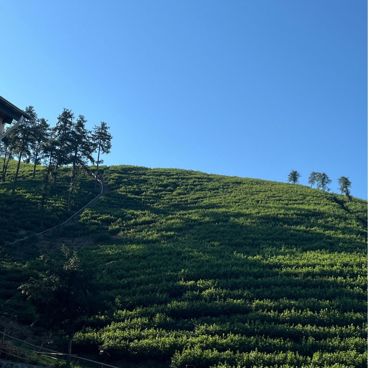 250g Yifeng First-Class Anji Golden Bud 2025 New Tea Green Tea Origin Loose Tea Wholesale Direct Sales