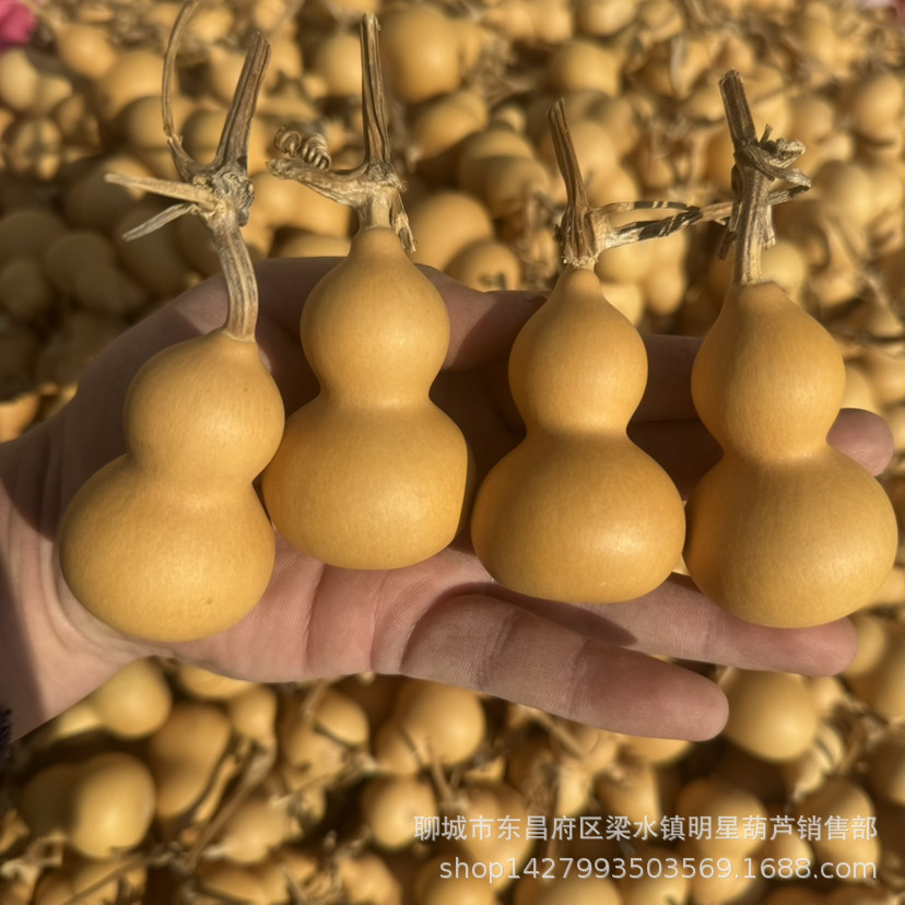 Прямые поставки натуральной тыквы, ручная скрутка, маленькая тыква, железная золотая американская тыква, золотая трава