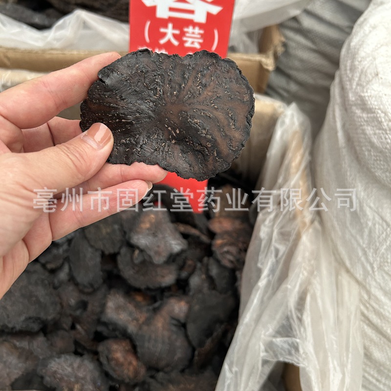 Цистанча Десертикола, мягкая, Внутренняя Монголия, Алша, Синьцзян, Циномориум