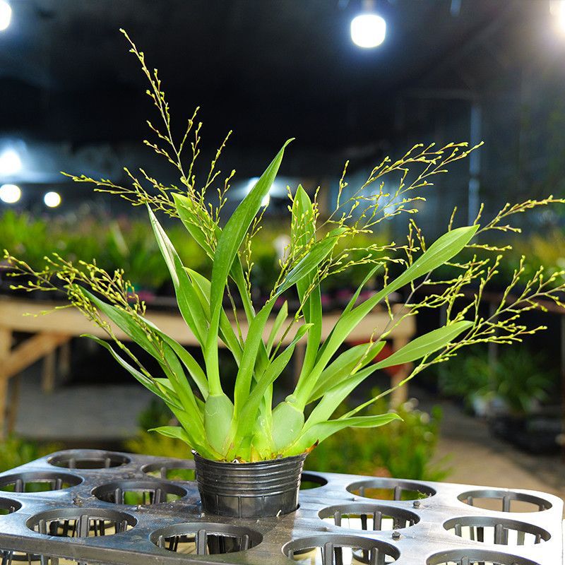 7-9 Flower Swords with Buds, Pink Dream Orchid, Oncidium, Strong Fragrance, Indoor Desktop, Easy to Grow Florals and Green Plants