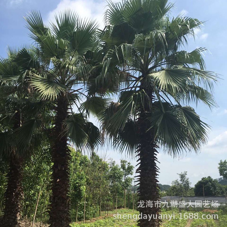 Jiangsu Washington Palm Quote Zhejiang Palm Price Washington Palm Supply Fujian Elderly Palm Wholesale