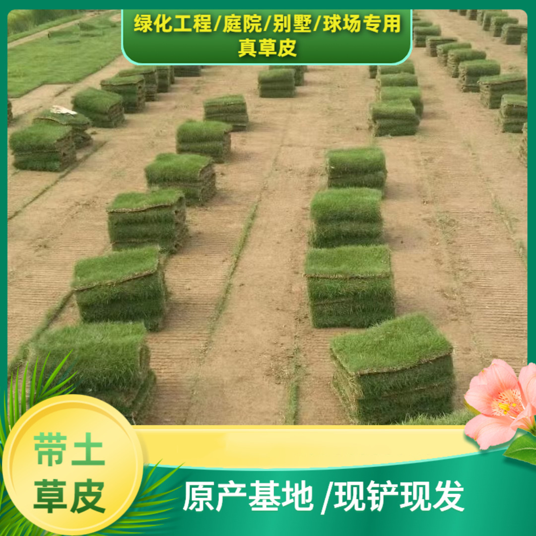 Оптовая поставка газона из Тайваня с различными сортами, морозостойкие и устойчивые к топтанию, доставка с землей