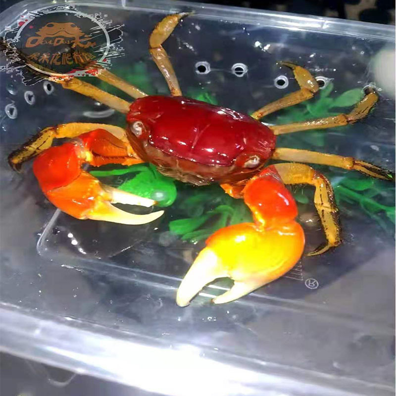 Chili crab small crab small fish snail stall goods hand crab turtle keep crab ornamental fish general crab live pet