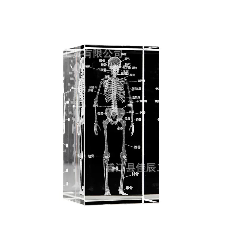 Cross-Border Crystal 3D Internal Carving Dental Bone Model Ornament Brain Heart Display Specimen Medical Student Graduation Souvenir