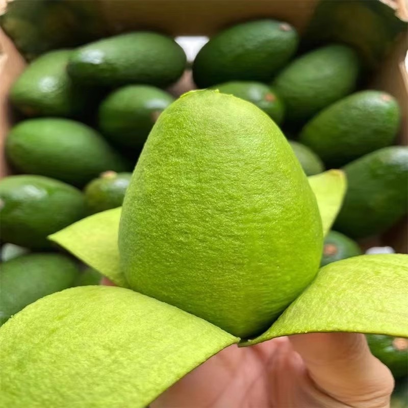 Yunnan Hass Avocado Fresh Fruit in Season Avocado for Pregnant Women and Baby Food Supplement 15 Large Fruits Creamy Domestic Product