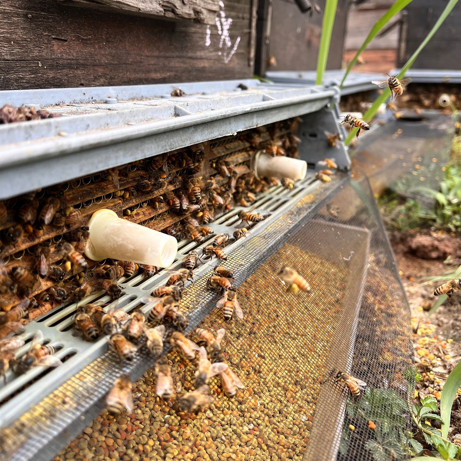 Farm-Produced Hundred Pollen, Qinghai, Rapeseed, Mixed Powder, Mountain Pollen, Hand-Selected Bee Pollen with Rich Fragrance, Made by Bees