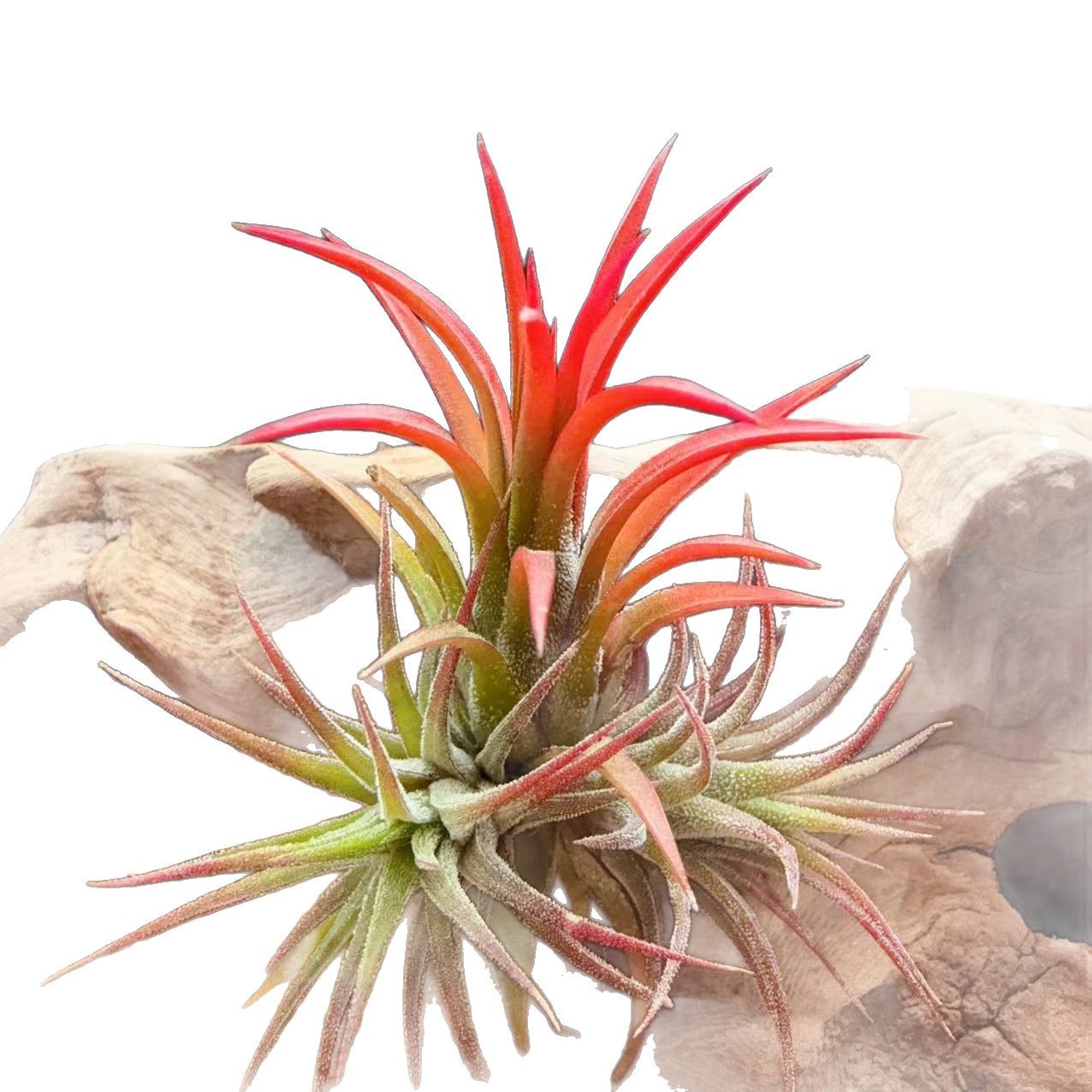 Fuguo Elf Manufacturer Direct Supply Base Straight Hair Air Pineapple Soilless Plant Air Tillandsia