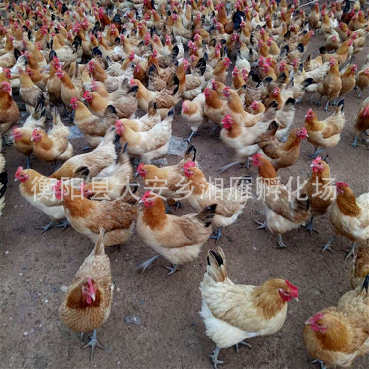 Wholesale Native Chicken Seedlings, One-Day-Old Live Green-Footed Hemp-Feathered White-Meat Female Seedlings, Egg Chicken Seedlings, Free-Range Mountain Chickens