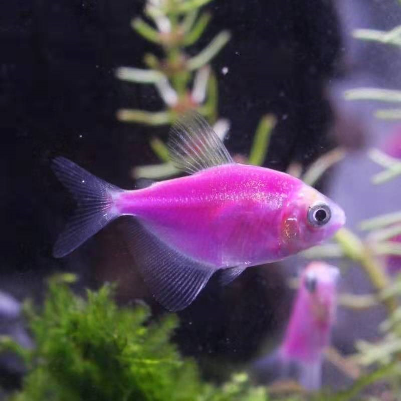 Green Apple Lemon Angel Fish Wholesale Live Tropical Ornamental Fish Red Blue Purple Yellow Green Emerald Tiger Colorful Fishing Ground