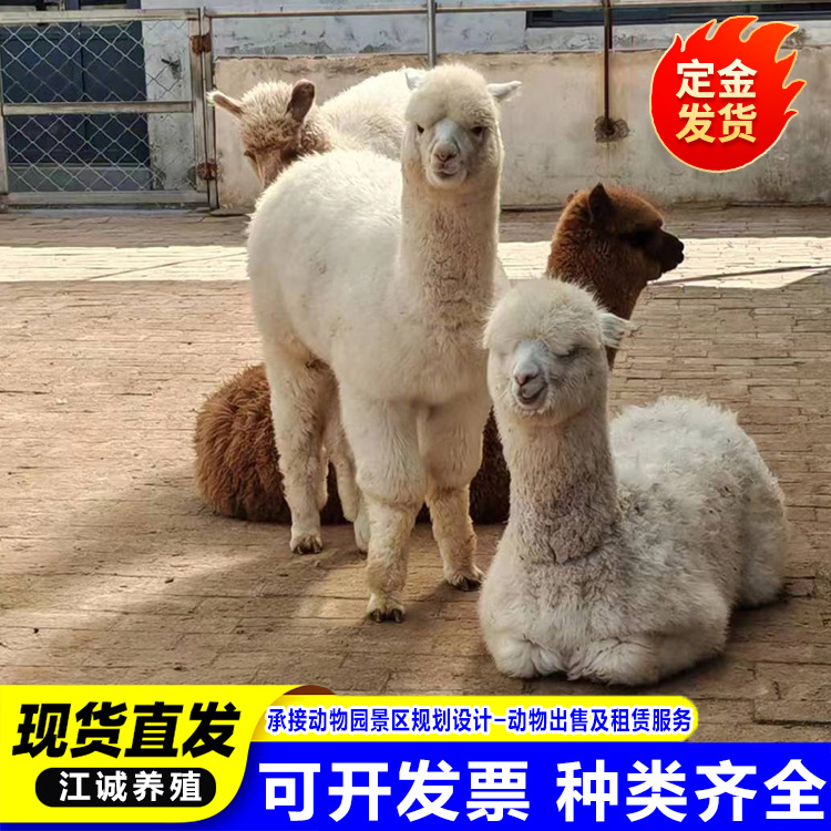 For Sale, Rental Pet Alpaca Live Scenic Spot Photo Interactive Family Alpaca Adult Live Alpaca Price
