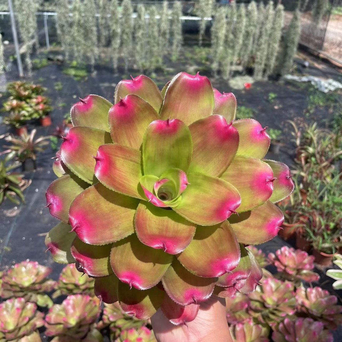 Водяной ананас, Джи ананас, водный и наземный резервуар, дождевой лес, ландшафт для рептилий, яркие комнатные растения, экологический ландшафт, микроскопические растения