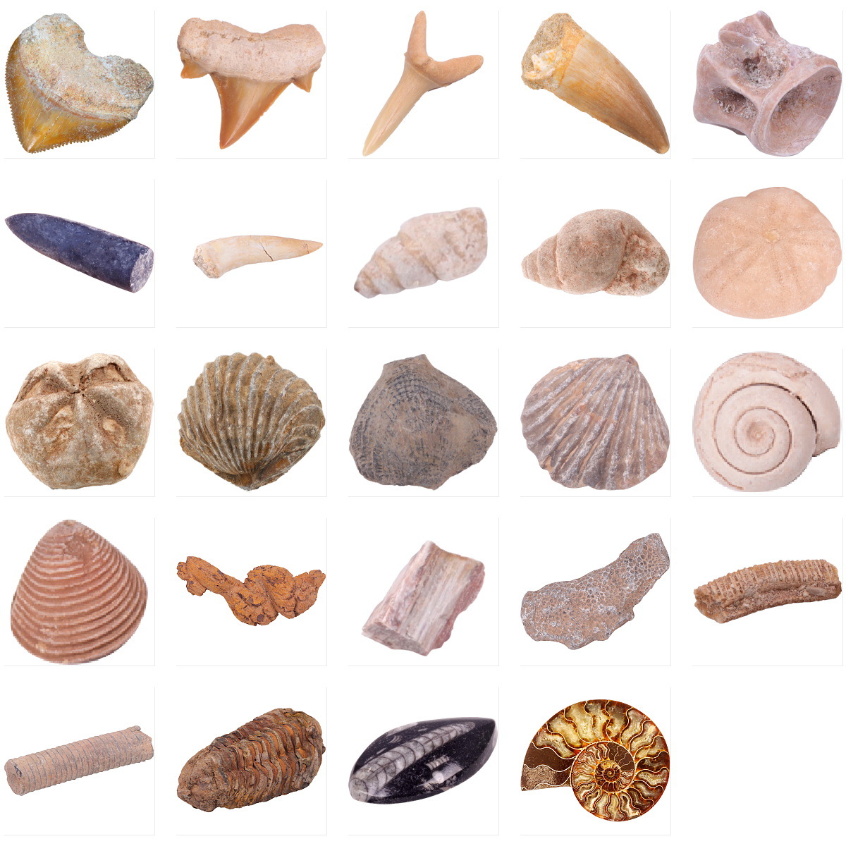 Фоссильные образцы зубов мозазавра, зубы акулы, розовый аммонит, трилобит, необработанные камни песчаного тигрового акулы