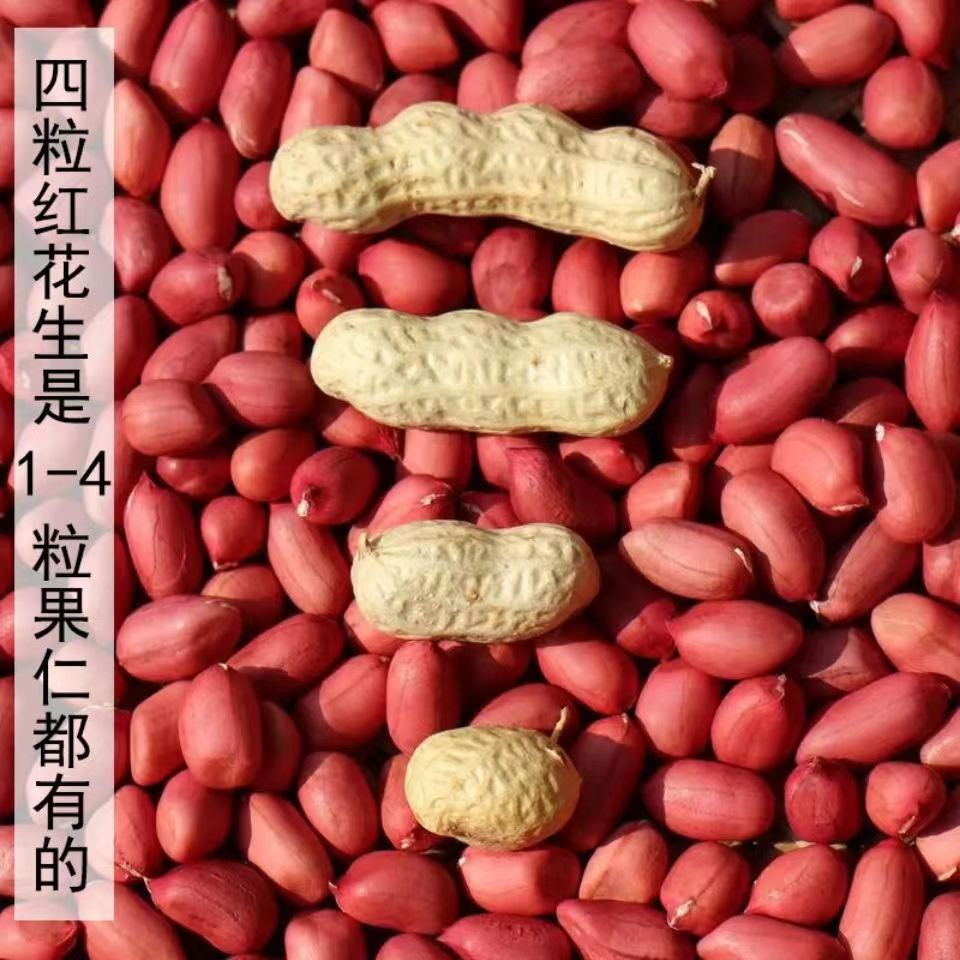 Seasonal New Arrivals, Four Shelled Red Peanuts, Northeast Specialty Red Shelled Peanuts, Farm-Produced Peanuts, One Piece Drop Shipping