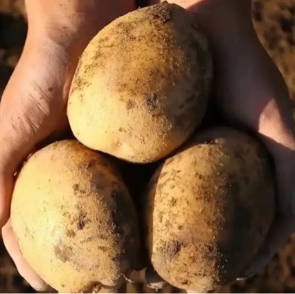 Freshly Dug and Shipped from Dingxi, Gansu, High-Mountain Potatoes with Yellow Flesh and Sandy Texture, Organic Potatoes Grown by Local Farmers