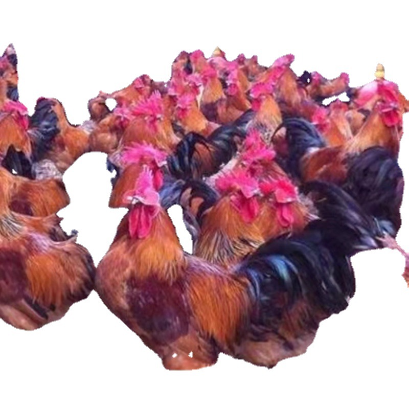 Large Green-Footed Hemp Broiler Chicken Seedlings, Female Chicken Seedlings, Native Chicken, Yao Chicken, Fast-Growing Chicken Seedlings, Green-Footed Free-Range Chicken Seedlings, Hatching Seedlings