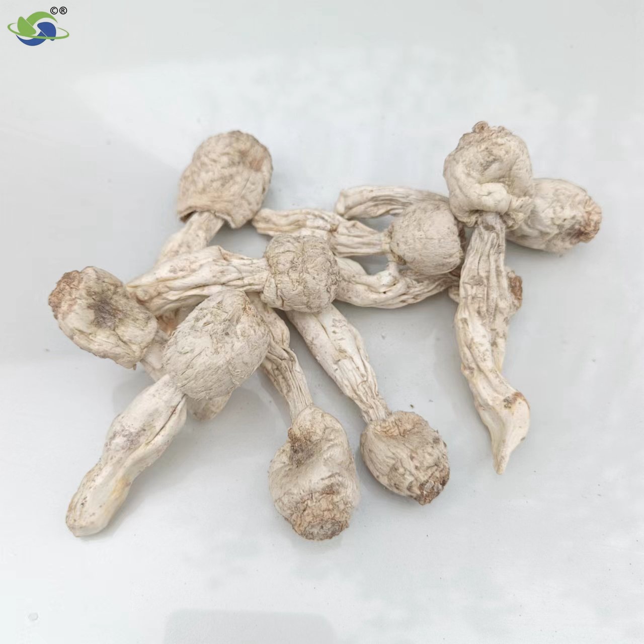 Xinrongyu factory wholesale chicken leg mushroom whole self-produced and self-sold Dry Goods Direct Supply