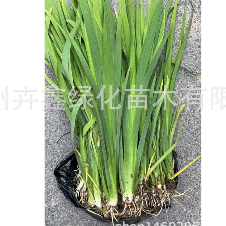 The Base Sells a Large Amount of Dwarf Cattails, Evergreen Cattails, Reeds, Bamboo, Calamus, Beauty Iris