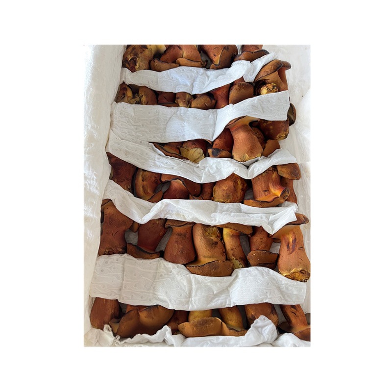 Fresh Yunnan Green-Hand Green-Red Onion Morel Mushrooms, Popular Wild Mushrooms, Artificially Cultivated Edible Fungi