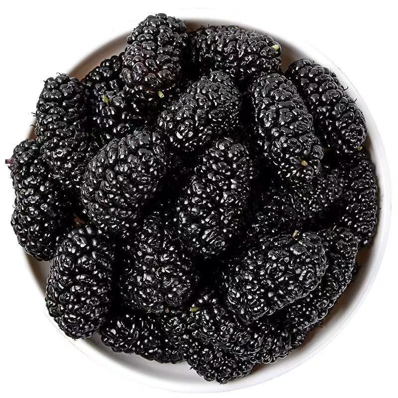 Xinjiang Black Mulberries First Harvest No-Wash Dried Mulberries Large Natural Dried Fruit for Tea and Wine Sand-Free Dried Mulberries
