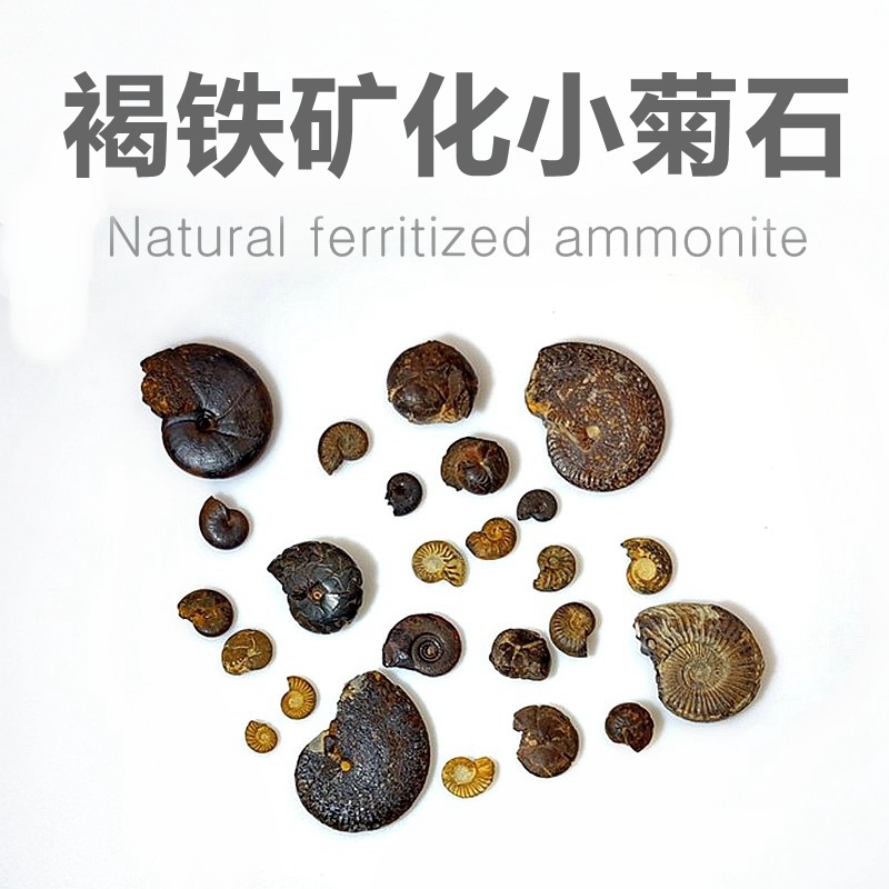 Fossil of paleontology limonite chrysanthemum fossil original stone Morocco chrysanthemum marine animal fossil teaching specimen