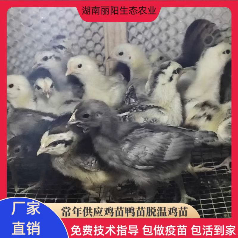 Оптовая продажа живых цыплят, бройлеры, однолетние цыплята, легко содержать и ухаживать, с технической поддержкой